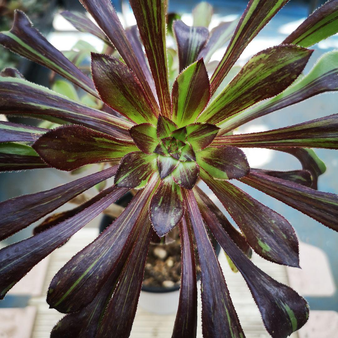 

[Б/У] Aeonium Big Bang, 1 черенок, суккулентное растение