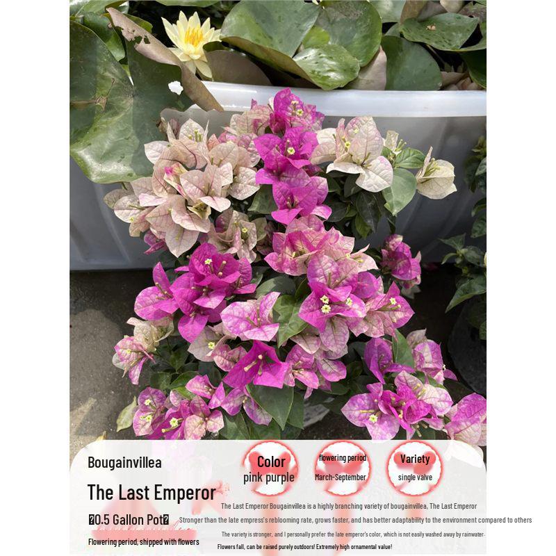 Large Bougainvillea Climbing Plant with Flowers - Indoor/Outdoor Greenery for Balcony and Courtyard