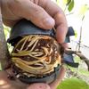 Propagation Ball Air Layering Pods Grafting Case For Fruit Tree Potting Substrate Care Indoor Gardening Aquaponics Hydroponics