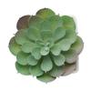 MidOcean Artieche Polypropylene Echeveria Mini Artificial Plant