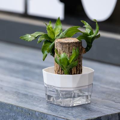1/6Pcs Flowerpot Automatic Water Supply Double-Layer Rope Long-Term Separation Structure Self Watering Hydroponic Planter