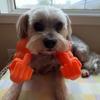 Cat Muscle Arm Costume 3D Printed Pet Props Hanging Arm Funny Superhero Cosplay Accessory for Birthday Party