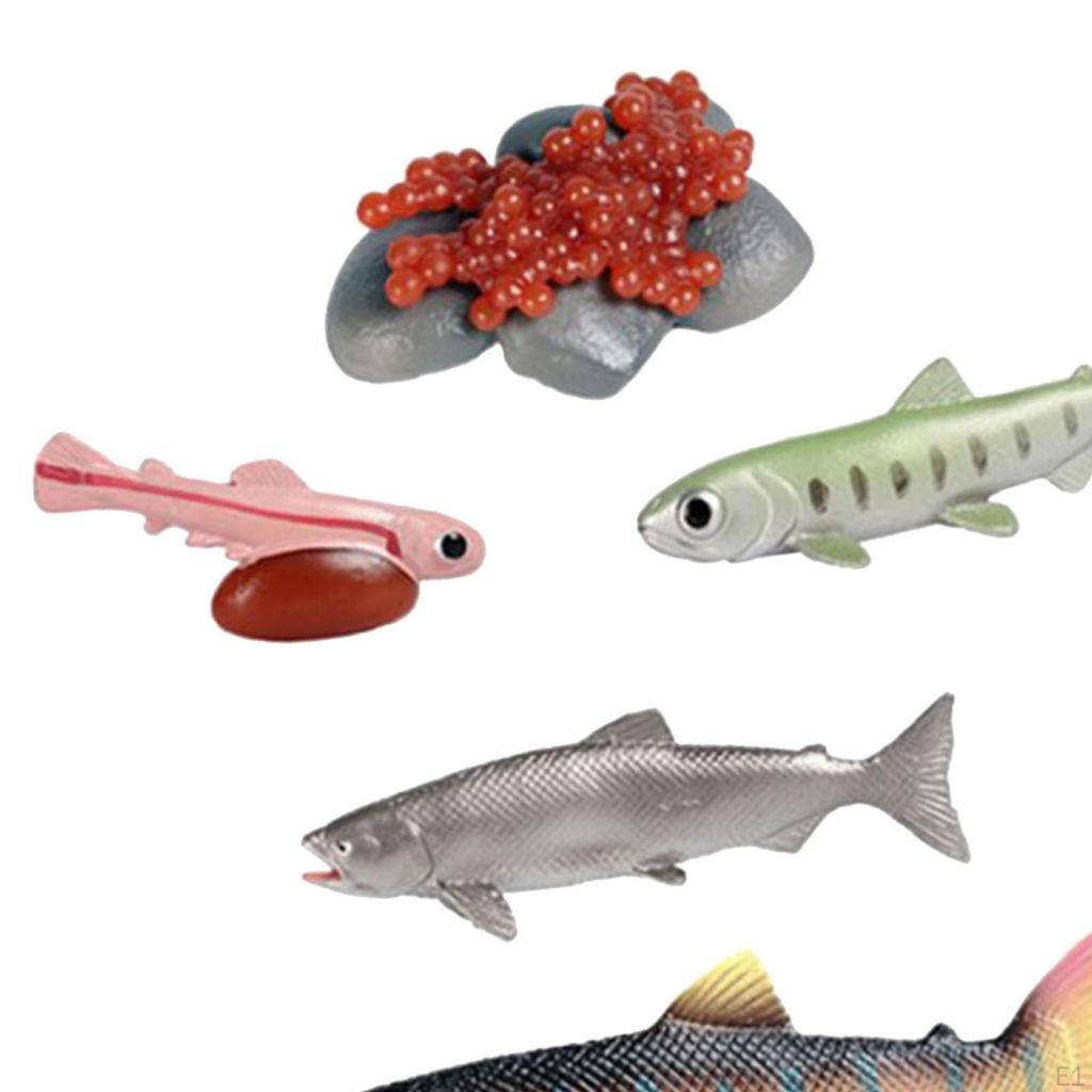 Life Cycle of Salmon Toys Montessori Fish Growth Figure Teaching Birthday Gifts