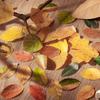 1roll/50pcs Yellow Autumn Leaves Series, Creative Plant Stickers for Hand Account Decoration