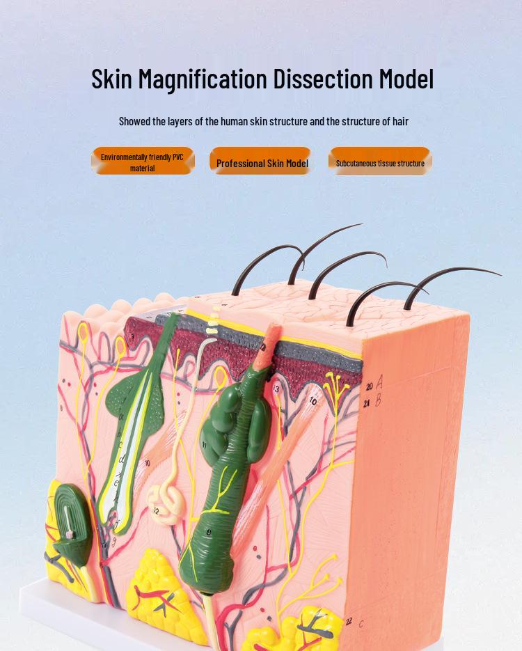 50x Magnified Human Skin Tissue Anatomical Model for Medical and Beauty Training