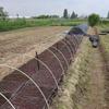 BENXINNONG Fiberglass Arch Greenhouse Support Rods