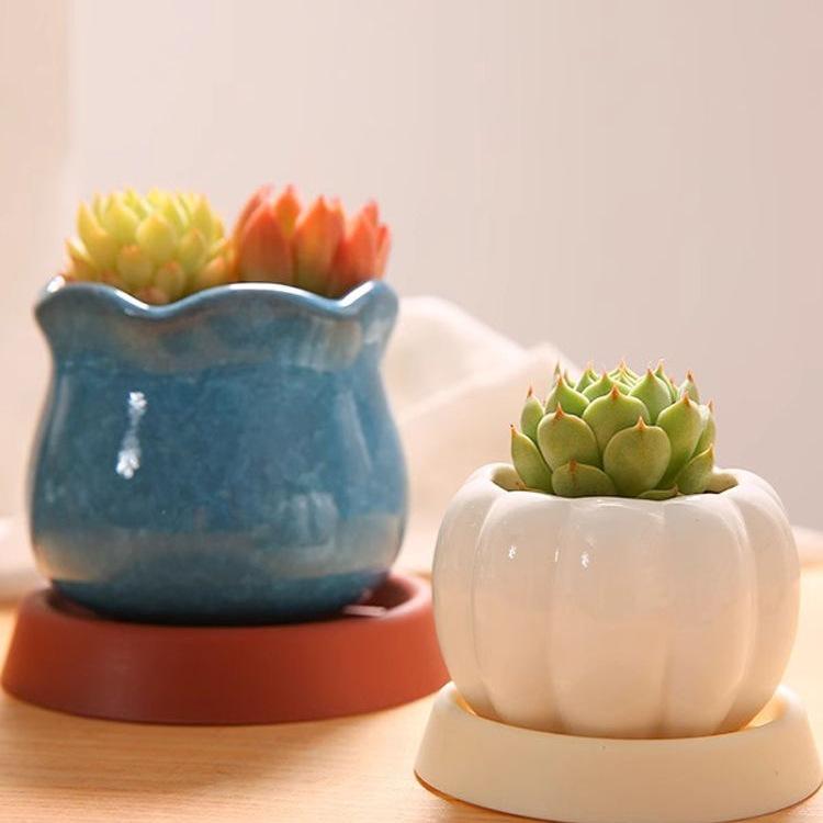 Succulent Planter Drainage Saucer: Anti-Root Rot Water Catcher Tray for Small Green Plants