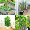 Plant Support Moss Pole Coir Climbing Stakes Bendable Extension for Indoor Monstera Green Dill Vine Climbing Plant Garden Access