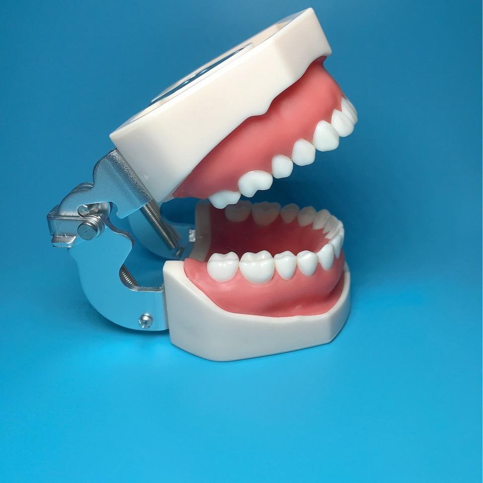 Dental Resin Teeth Model for Oral Instrument Practice: Implants, Extracted Teeth, Root Canal, and Gingival Retraction.