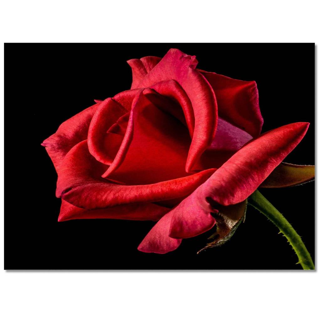 3D Flowers Home Carpet Area Rug Large Rugs for Bedroom Entrance Door Mat Rug for Bedroom Rug for Living Room Doormat Tapete Sala