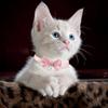 Cute Pet Collar, HANSHILAI Pink Lace Bow Beads Cat Collar, Bell Pet Collar, Flower Soft Adjustable Cat Collar (Color4)