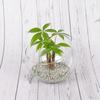 Glass Shrek 8 Height x Diameter Slanted Ball Flower Terrarium Container Vase, Design, Pieces, 11.2cm 15cm, Cut, Shape, Vase,