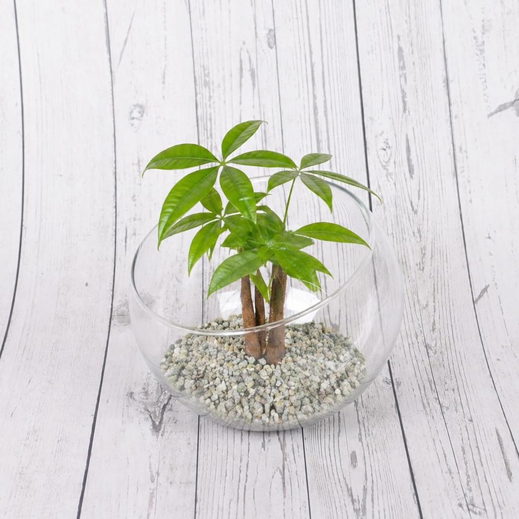 Glass Shrek 8 Height x Diameter Slanted Ball Flower Terrarium Container Vase, Design, Pieces, 11.2cm 15cm, Cut, Shape, Vase,
