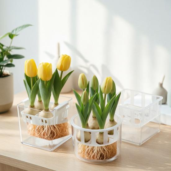 Tulip Bulb Planter Hydroponic Plant Growing Container with Clear Water Reservoir Multi-Hole Hydroponic Planter for Home Gardening Narcissus Hyacinth