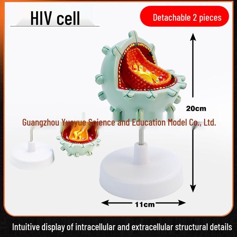 Human Cell Virus Demonstration Model for Science Education