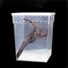 Transparent Household Reptile Accessories Insect Feeding Box Lizard Living Box Hatching Tank Reptile Habitat