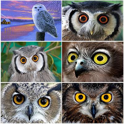 Eagle Pattern 5D Diy Diamond Painting Cross Ctitch Kits Diamond Art Crystal Mosaic Embroidery CRoss Stitch Wall Art Gift