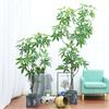 Artificial Pachira Plant In A Pot, Realistic, 60Cm, Beautiful Bush
