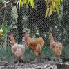 20m X 4m Black Bird Netting, Heavy Duty Bird Netting, Poultry Aviary Netting, Bird Protection Nettin