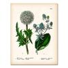 Antique Botanical Canvas Art Posters and Prints , Vintage Botanical Wall Art Painting Pictures for Living Room Home Decor