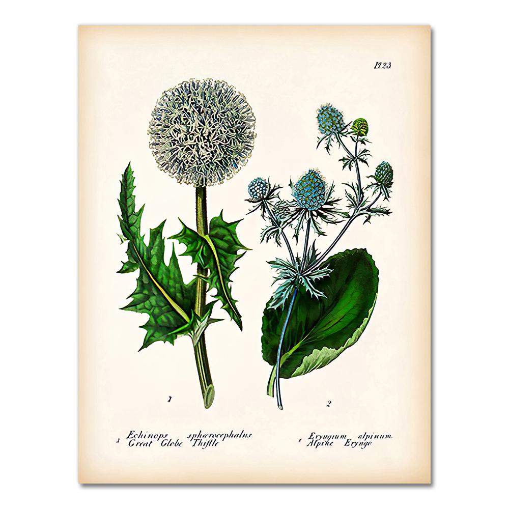 Antique Botanical Canvas Art Posters and Prints , Vintage Botanical Wall Art Painting Pictures for Living Room Home Decor