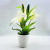 Lilium Var Brownii Viridulum Baker Potted Plant For Living Decor Room