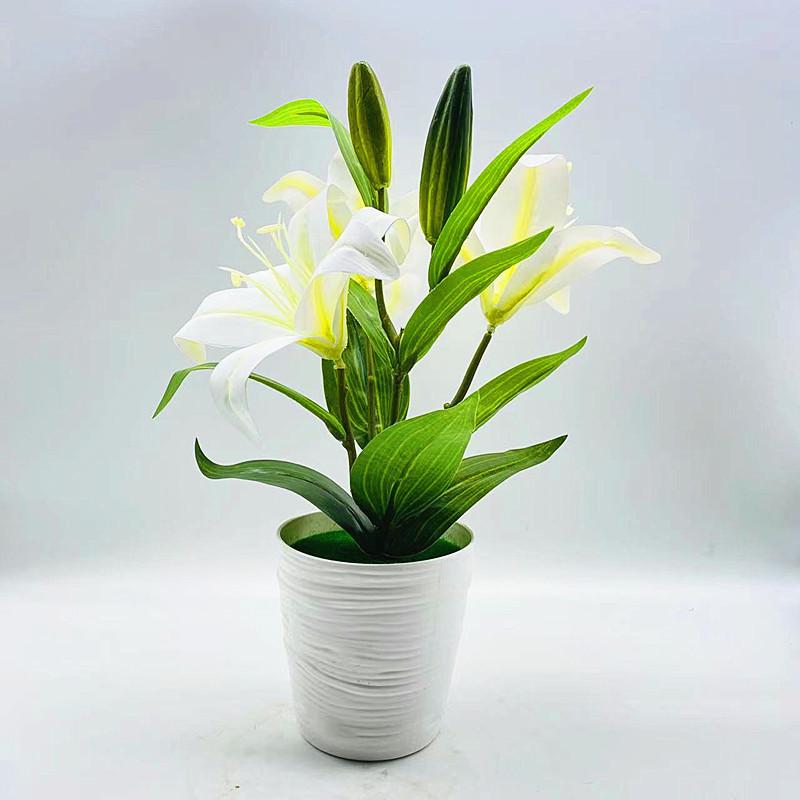 Lilium Var Brownii Viridulum Baker Potted Plant For Living Decor Room