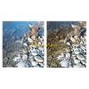 W89C Upgraded Fish Photography Lens Smartphones Camera Lens Filter Accessories