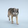 JXK Eurasian Gray Wolf Miniature Resin Desk Birthday Fully Assembled Figure, Statue, Wolf, Model, Accessory, Decoration, Gift, Painted,