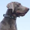 Verstellbares kleines Hundehalsband mit Leine, Haustiersicherheitshalsband, Bequeme Ausrüstung zum Spazierengehen für Welpen und kleine Hunde