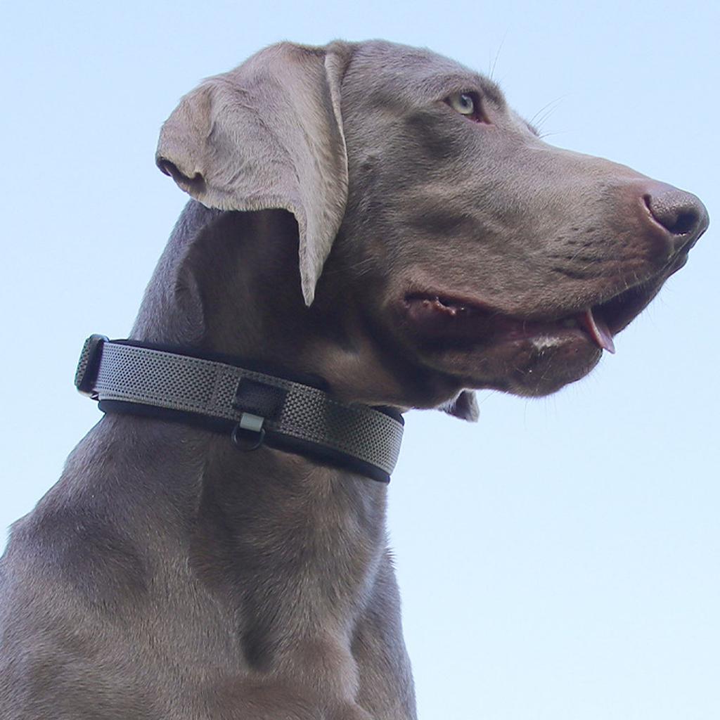 Verstellbares kleines Hundehalsband mit Leine, Haustiersicherheitshalsband, Bequeme Ausrüstung zum Spazierengehen für Welpen und kleine Hunde