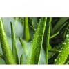 Aloe Vera Water-based Lubricant 180ml Sex Oil for Adult Pleasure, Intimate Hydrating Gel