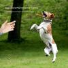 Natural Coffee Wood Dog Molar Chew Toys Safe Non Splinter Stick Stress Relief for Teething Puppies Small Breed Dog Daily Play