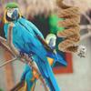 Bird Rope Climbing Perch High Quality Wear Resistant Parrot Play Stand Exercise Leg Muscles Hanging Swing Parrot Toys