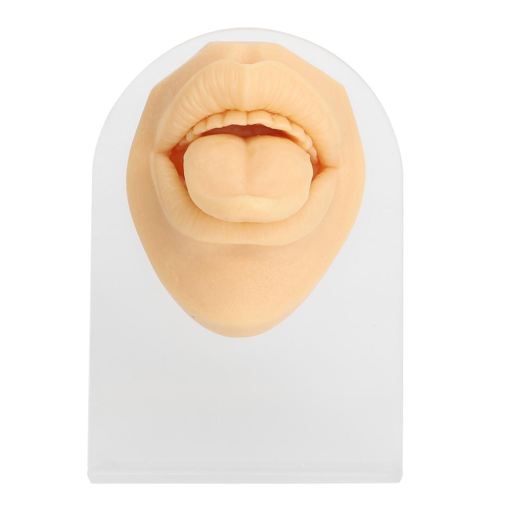 Silicone Tongue Mouth Model With Display Stand Simulated 3D Tongue Piercing Body Practice Model