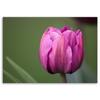 Canvas Print, Purple Tulip Flower