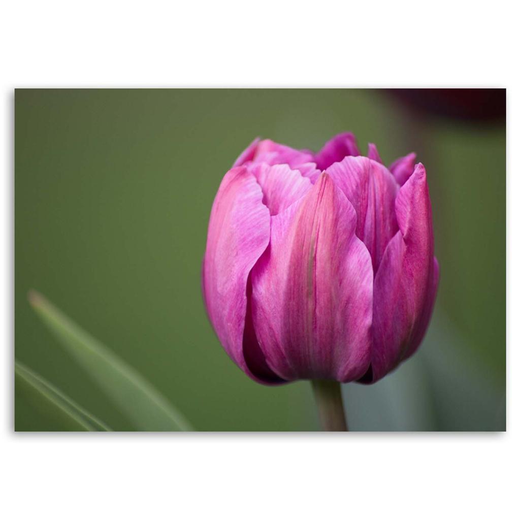 Canvas Print, Purple Tulip Flower
