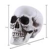 Skull Props: Halloween Haunted House & Escape Room Decorations
