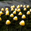 LED Solar String Light Garden Decoration Mushroom Lights IP65 Waterproof Garland Patio Decor Outdoor Solar Lights Fairy Light