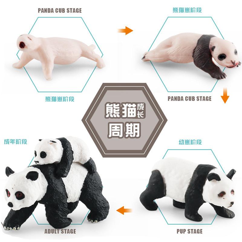 Educational Panda Growth Cycle Static Model Toy For Kids Realistic Pvc Figures