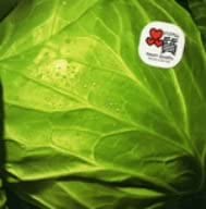 

CD DREAMS COME TRUE - Nando Demo UPCH5396 Japan ObiJapanese Pop/Rock Used