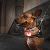 Rotating Dog Collar Light 4 Modes IPX8 Waterproof USB Rechargeable Dog Light