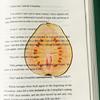 Marque-page en acrylique en forme de fruit Pomme Raisin Simulation Marque-page de lecture transparent Papeterie d'apprentissage Jouet pour enfants Cadeau