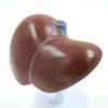 Human Liver, Gallbladder, Pancreas & Spleen Anatomy Model for Teaching & Display