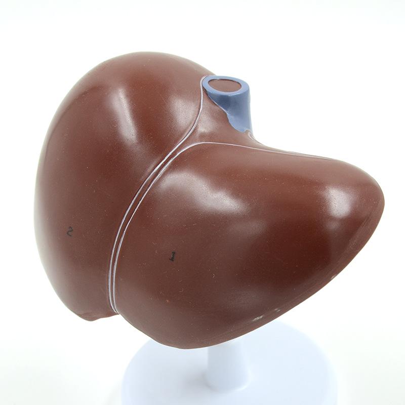 Human Liver, Gallbladder, Pancreas & Spleen Anatomy Model for Teaching & Display