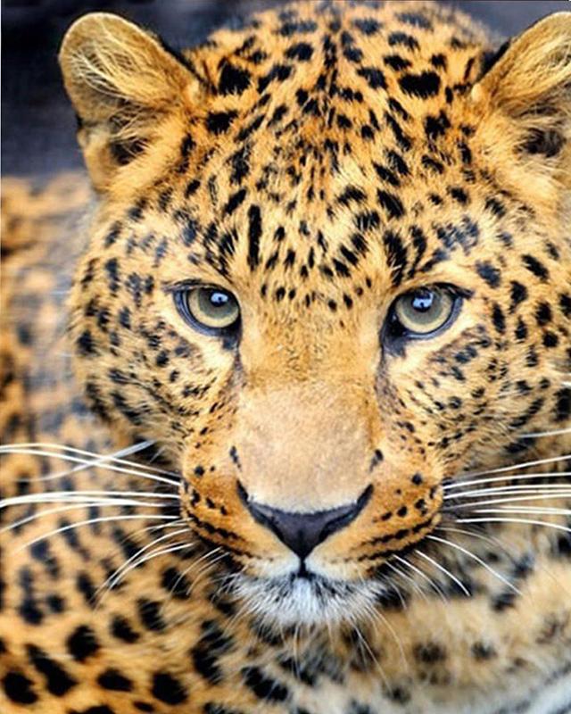 

Алмазная картина, закат, озеро, цветок, полная дрель, квадратная, круглая, алмазная вышивка, лебедь, комплект со стразами в виде животных, подарок ручной работы Full Square 20X30CM светло-синий