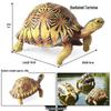 Wild Animal Model: Children's Simulation Turtle Gift Set - Tortoise Variants & Spiderweb Design.