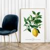 Poster Plant Lemon Fruit
