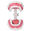 Teeth Model Tooth Brushing Practice Dental Teaching Study Tool with Brush Set Kit