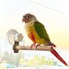 Wood Suction Cup Bird Stand Safe Teeth Grinder Bird Toy Bracket Bird Bath Perch Stand  Sun Birds